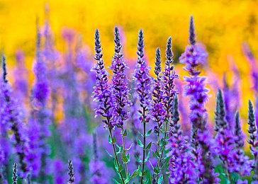 据报道：任天堂缺席今年E3是因没有足够的游戏进行展示