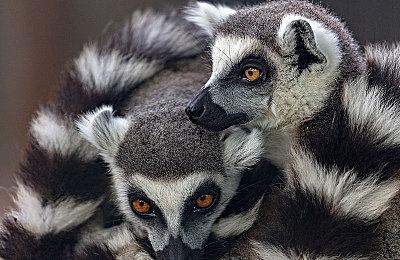 《13Z》Steam页面上线 高速肉鸽3D动作新游