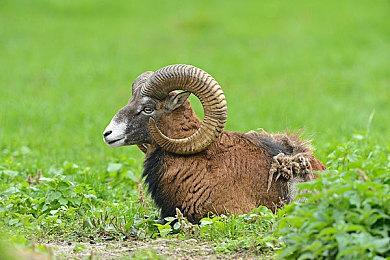 《宝可梦：朱紫》新事件7月7日开启 最强妖火红狐登场